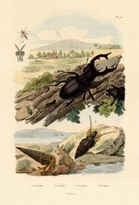 Lucane cerf-volant, 1833-39